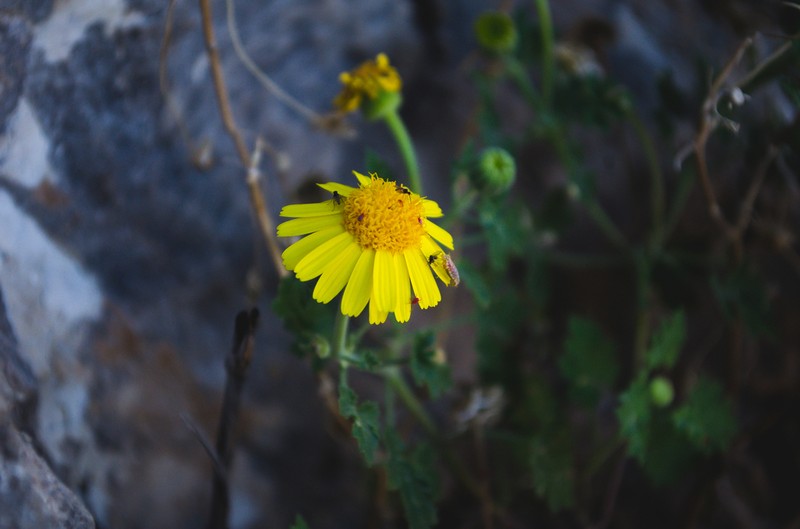 Laphamia leptoglossa