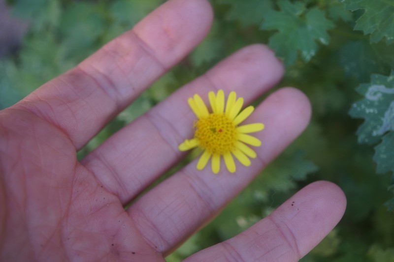 Laphamia leptoglossa photo 2