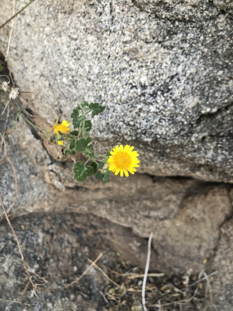 Laphamia leptoglossa photo 3
