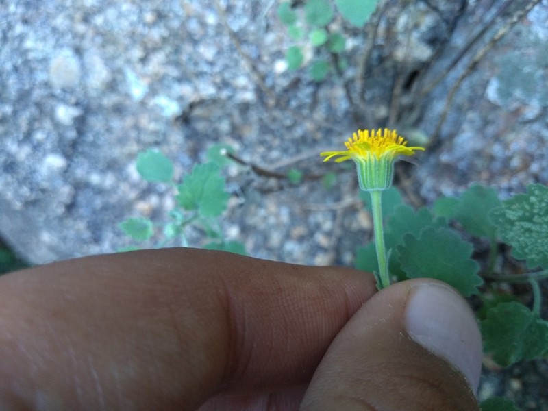 Laphamia leptoglossa photo 4