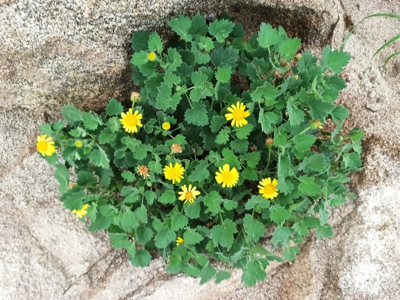 Laphamia leptoglossa photo 5