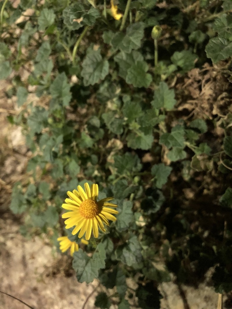 Laphamia leptoglossa photo 6