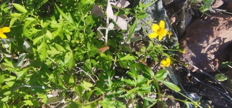 Laphamia leptoglossa photo 7