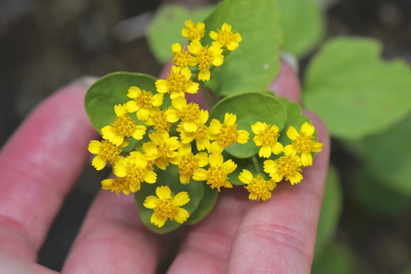 Lindheimer's Rockdaisy photo 2