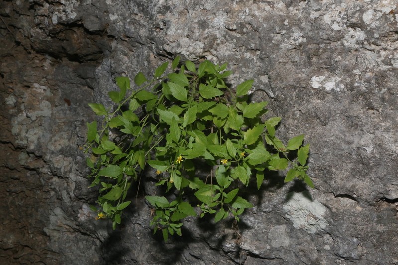 Lindheimer's Rockdaisy photo 3
