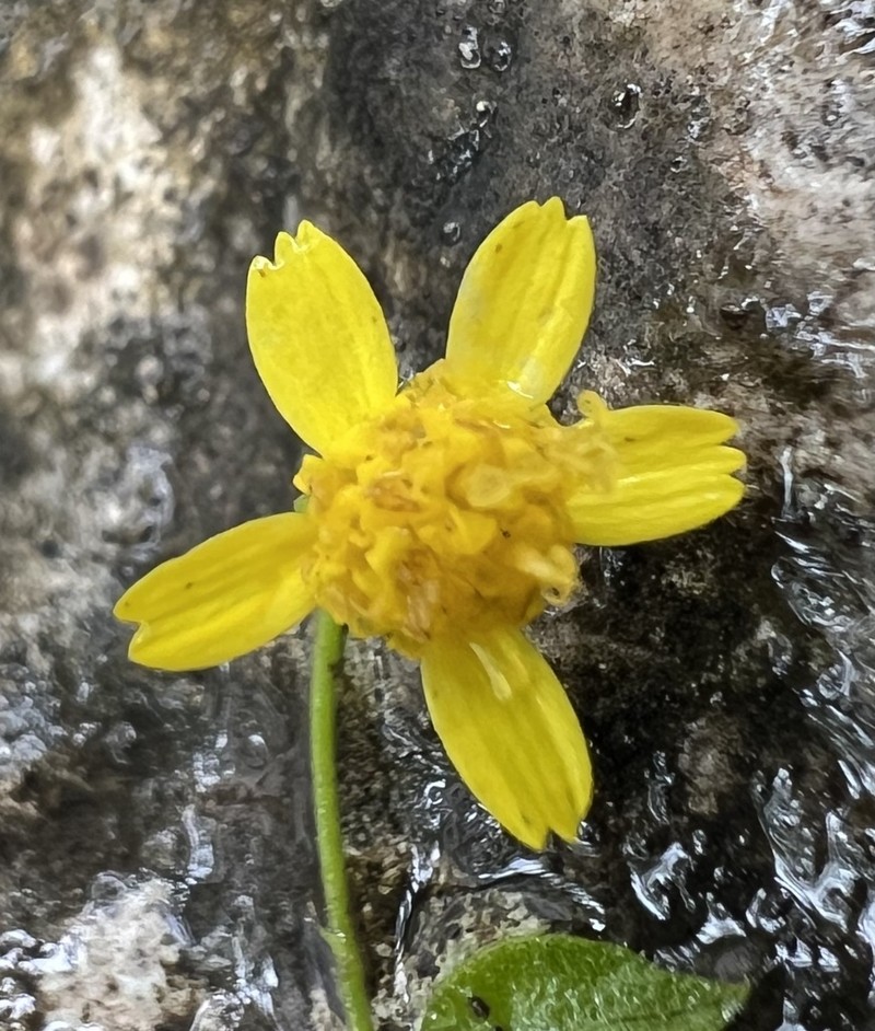 Lindheimer's Rockdaisy photo 4
