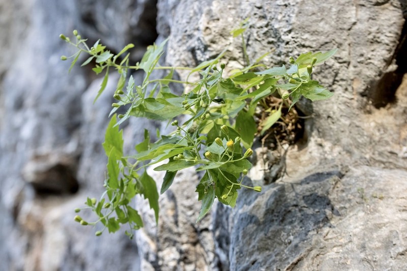 Lindheimer's Rockdaisy photo 6