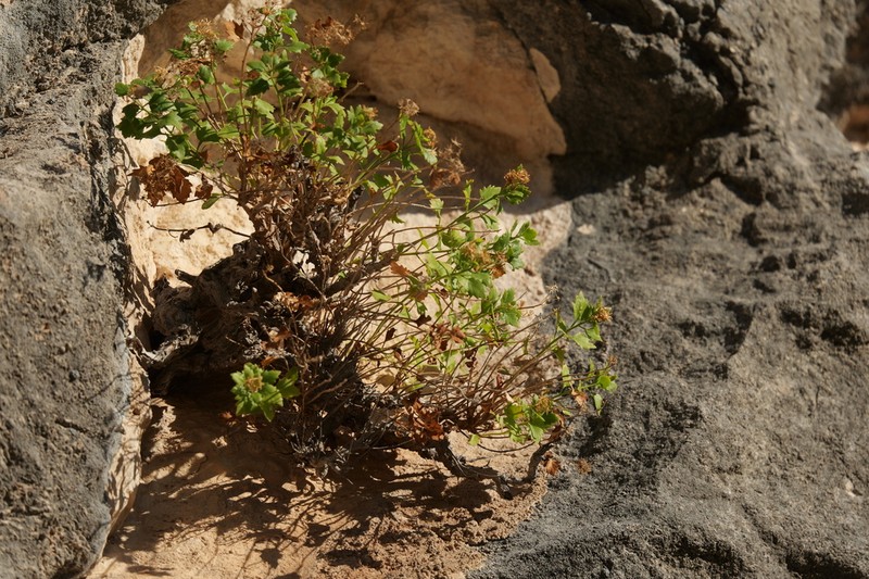 Lindheimer's Rockdaisy photo 7