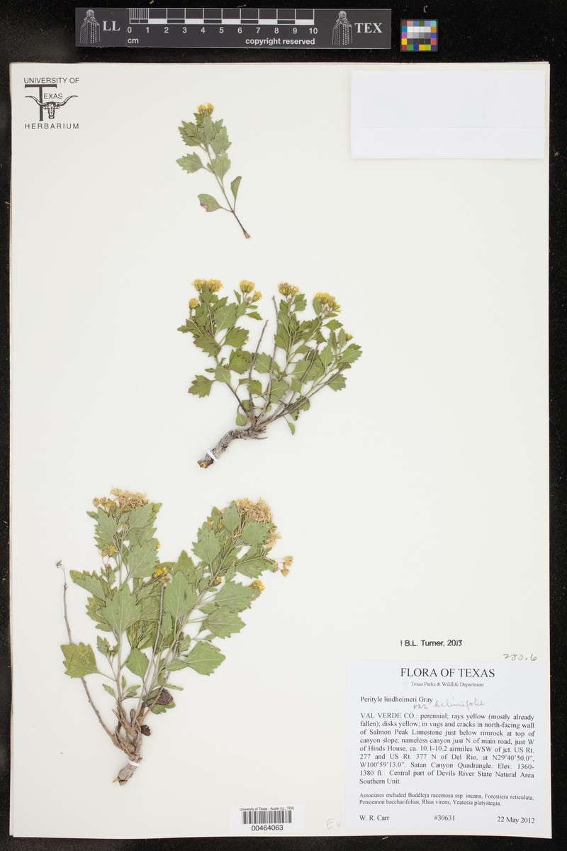 Laphamia lindheimeri var. halimifolia photo 2