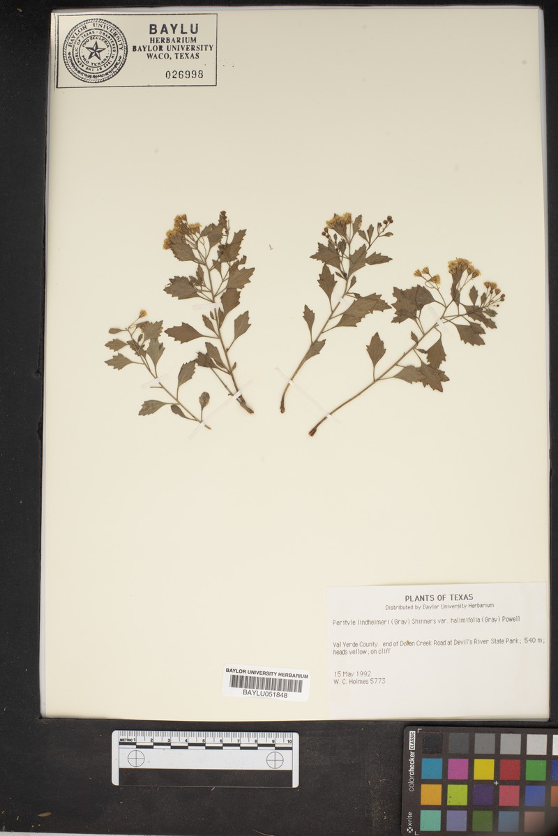 Laphamia lindheimeri var. halimifolia photo 3