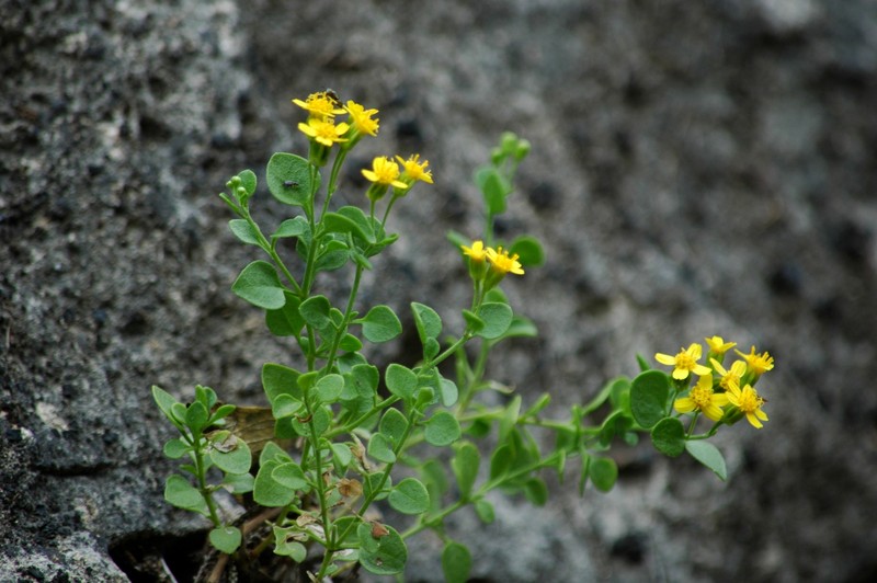 Laphamia lindheimeri var. halimifolia