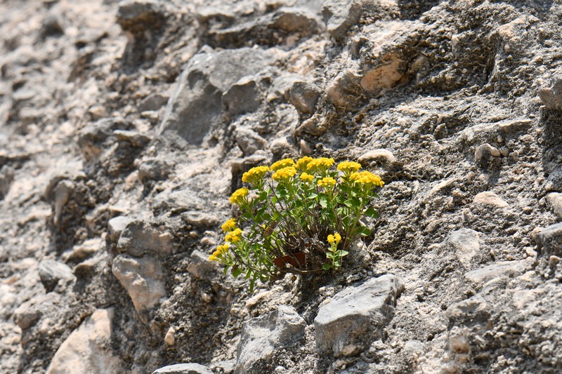 Laphamia lindheimeri var. lindheimeri