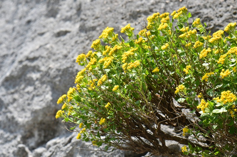 Laphamia lindheimeri var. lindheimeri photo 2