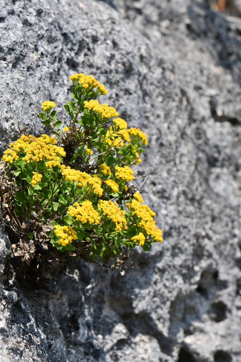 Laphamia lindheimeri var. lindheimeri photo 3