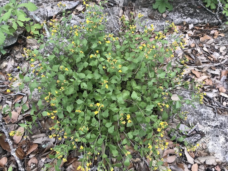 Laphamia lindheimeri var. lindheimeri photo 4