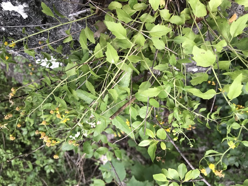 Laphamia lindheimeri var. lindheimeri photo 5