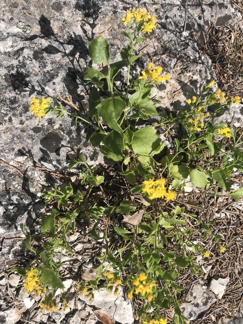 Laphamia lindheimeri var. lindheimeri photo 6