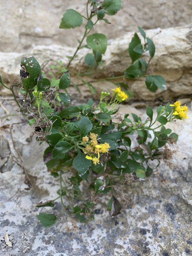 Laphamia lindheimeri var. lindheimeri photo 7