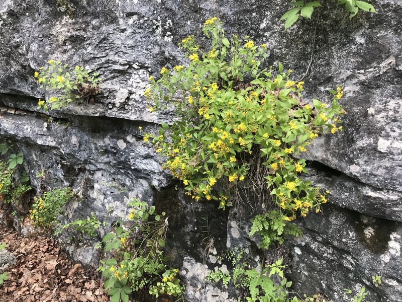 Laphamia lindheimeri var. lindheimeri photo 8