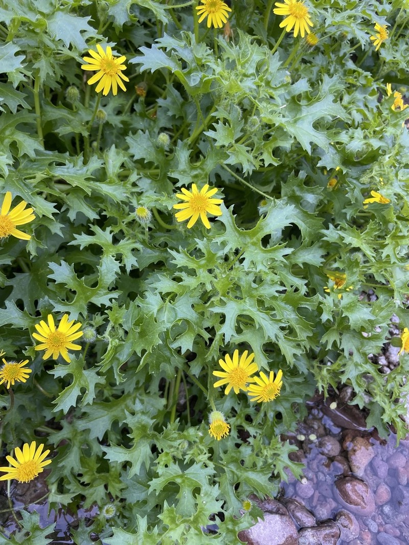 Laphamia lobata
