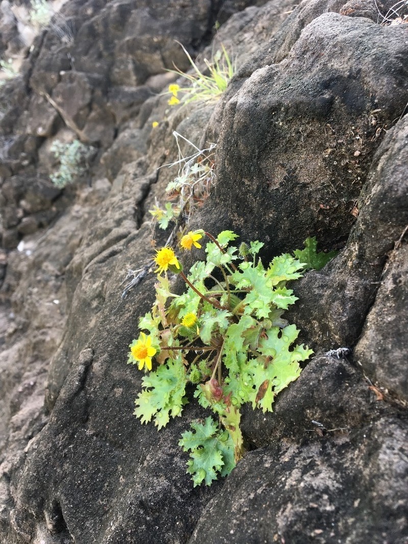 Laphamia lobata photo 2