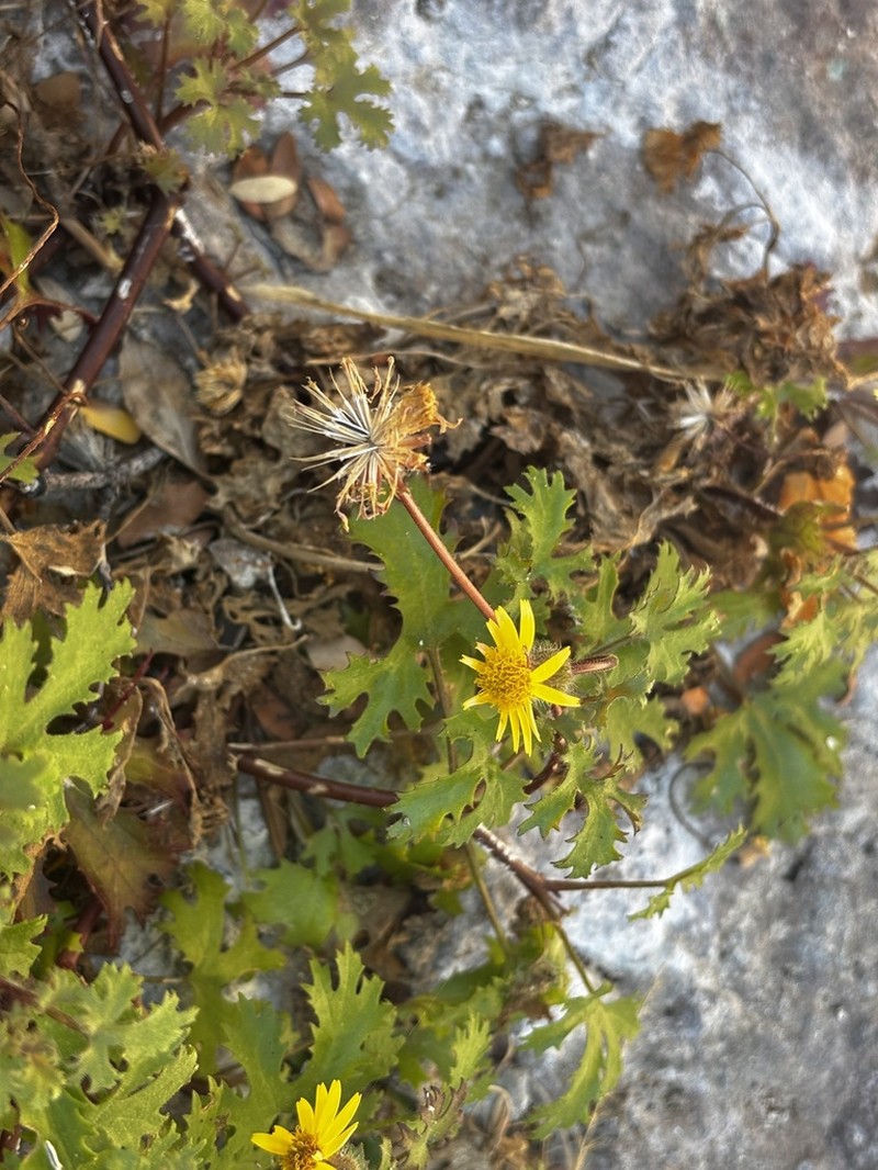 Laphamia lobata photo 3