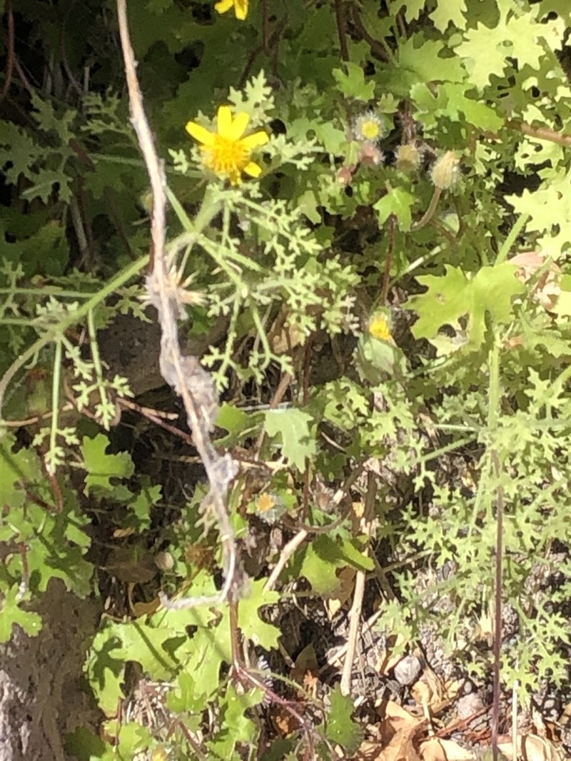 Laphamia lobata photo 5