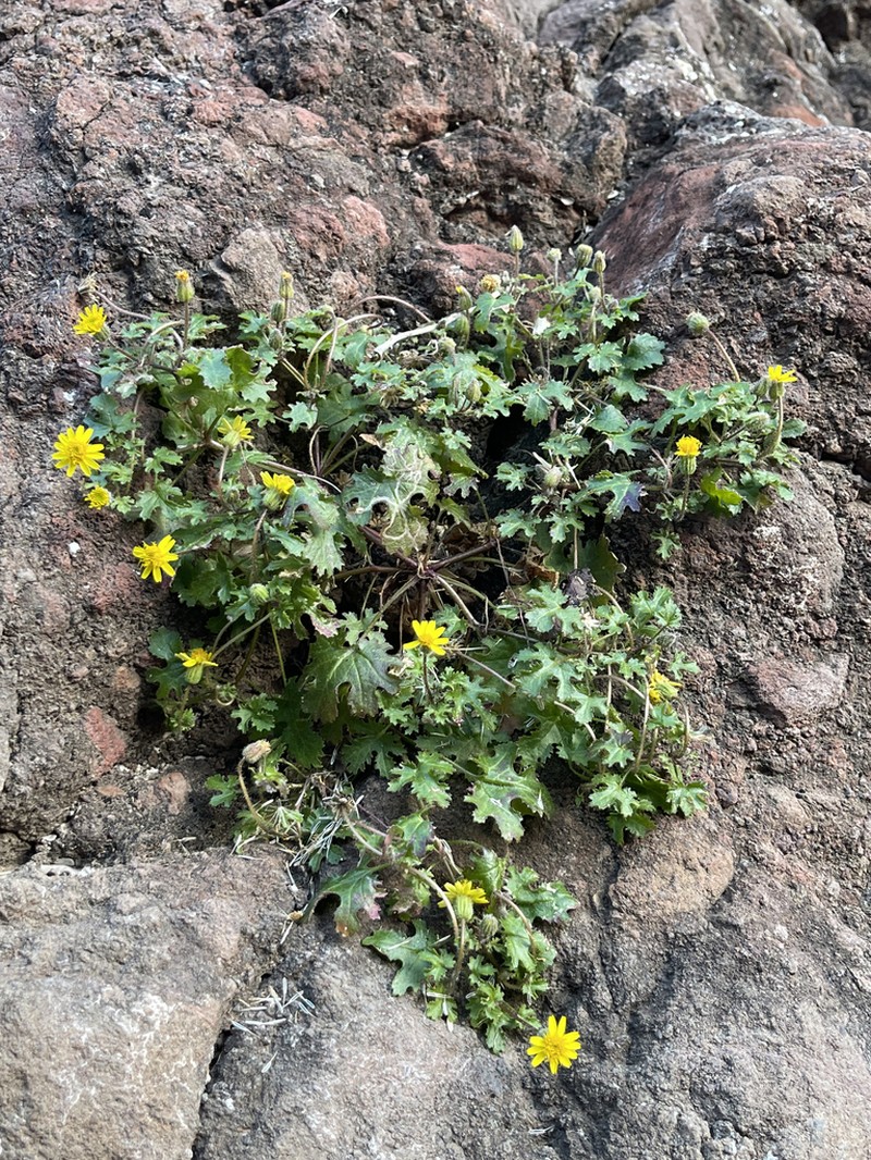 Laphamia lobata photo 6