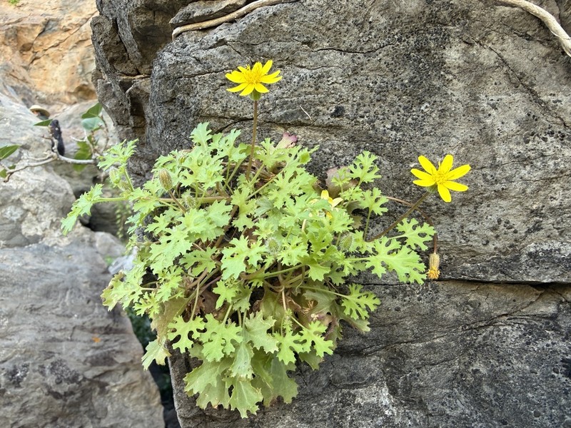 Laphamia lobata photo 7