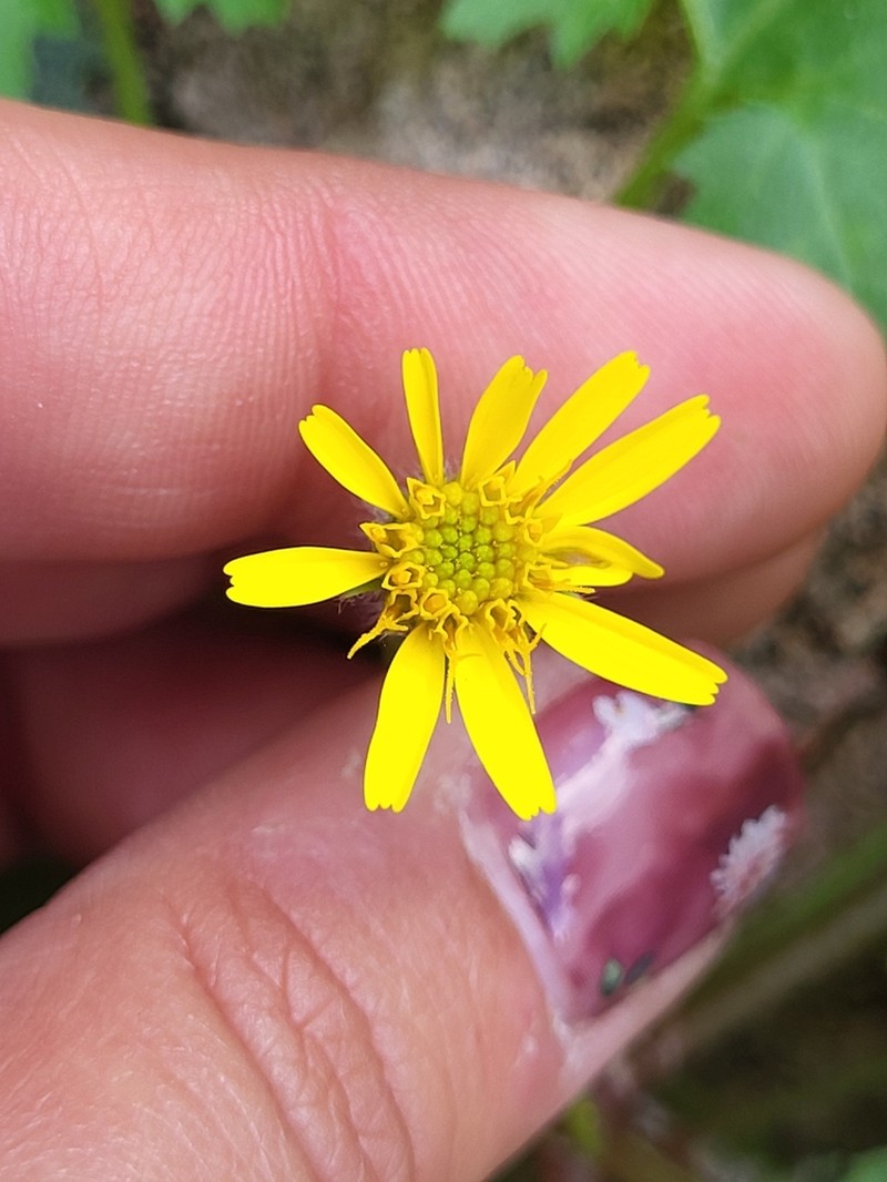 Laphamia lobata photo 8