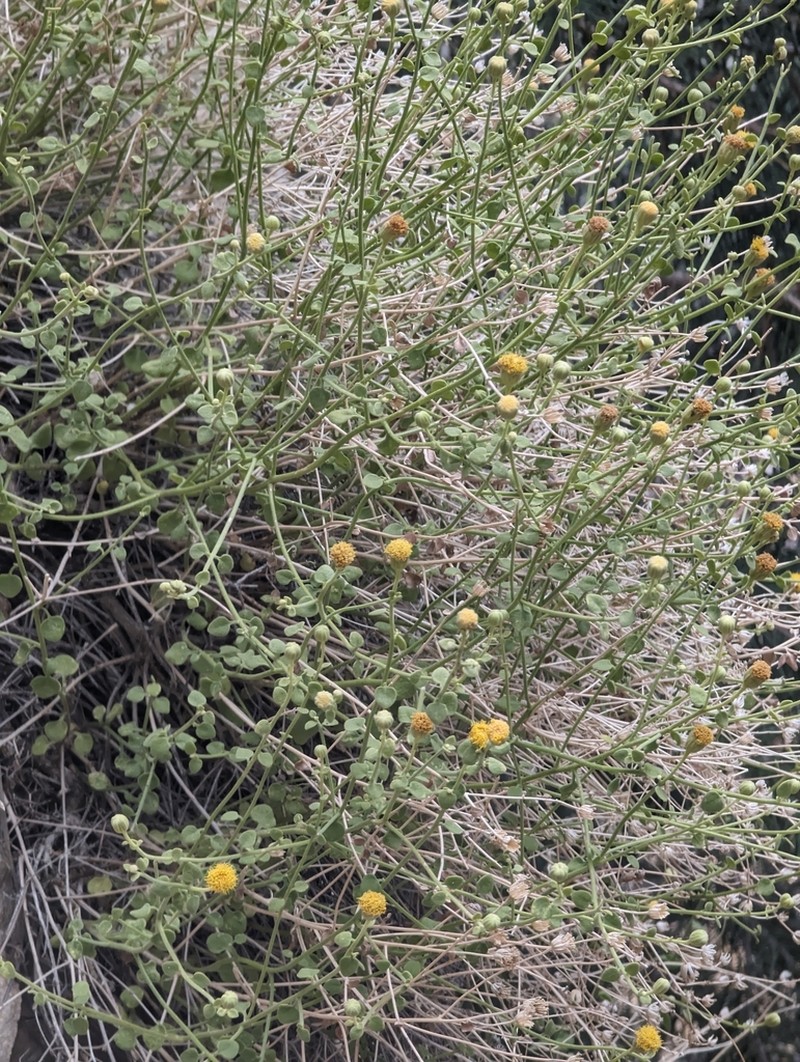 Nevada Rockdaisy