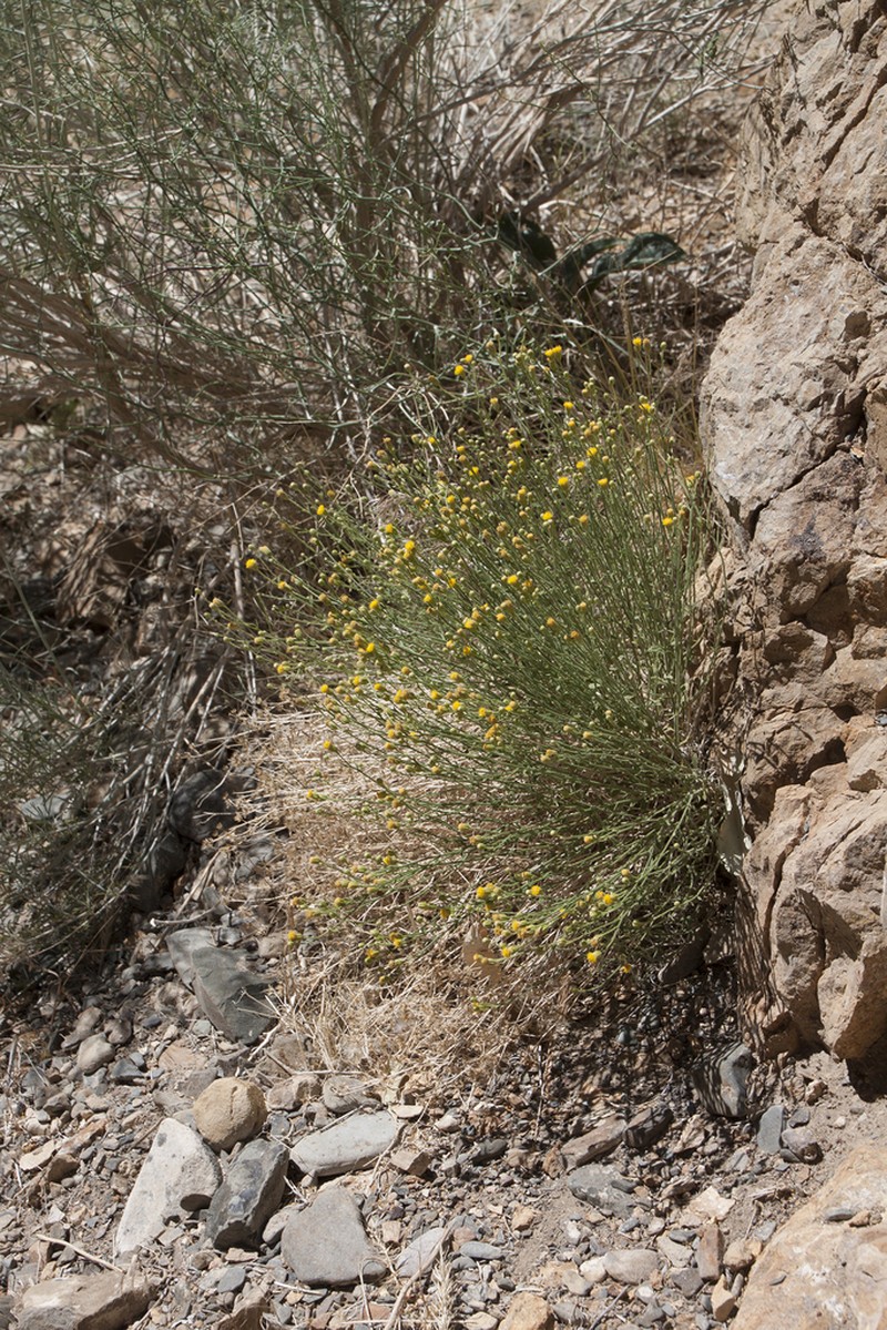 Nevada Rockdaisy photo 4