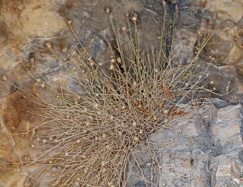 Nevada Rockdaisy photo 6
