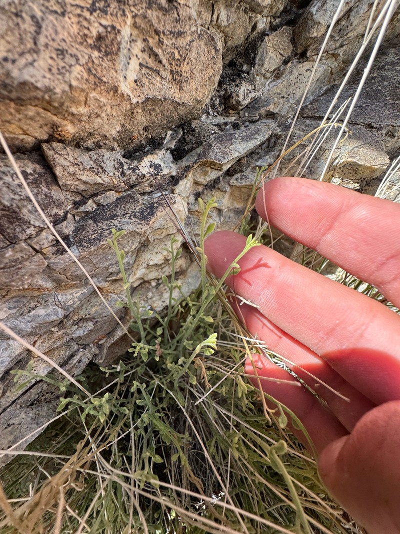 Laphamia megalocephala var. megalocephala