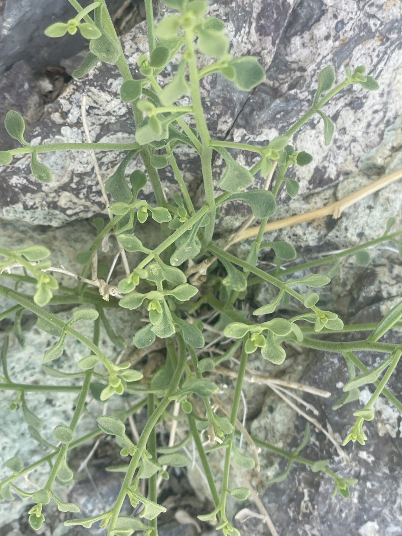 Laphamia megalocephala var. megalocephala photo 2