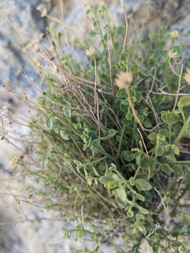 Laphamia megalocephala var. megalocephala photo 3