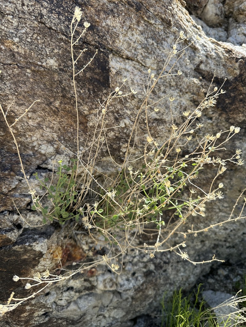 Laphamia megalocephala var. megalocephala photo 4