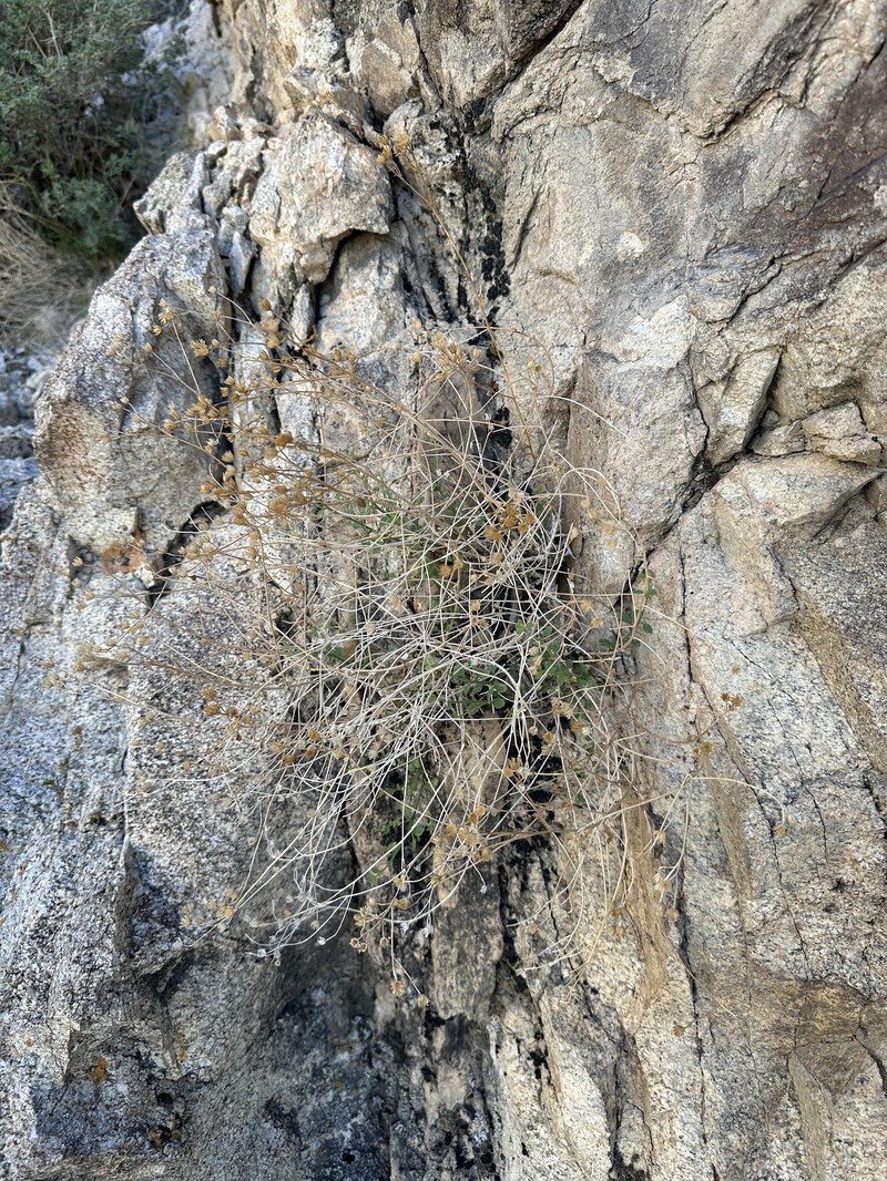 Laphamia megalocephala var. megalocephala photo 5