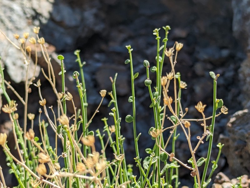 Laphamia megalocephala var. megalocephala photo 8