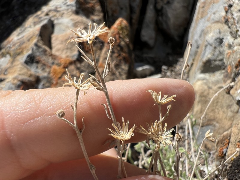 Laphamia megalocephala var. oligophylla