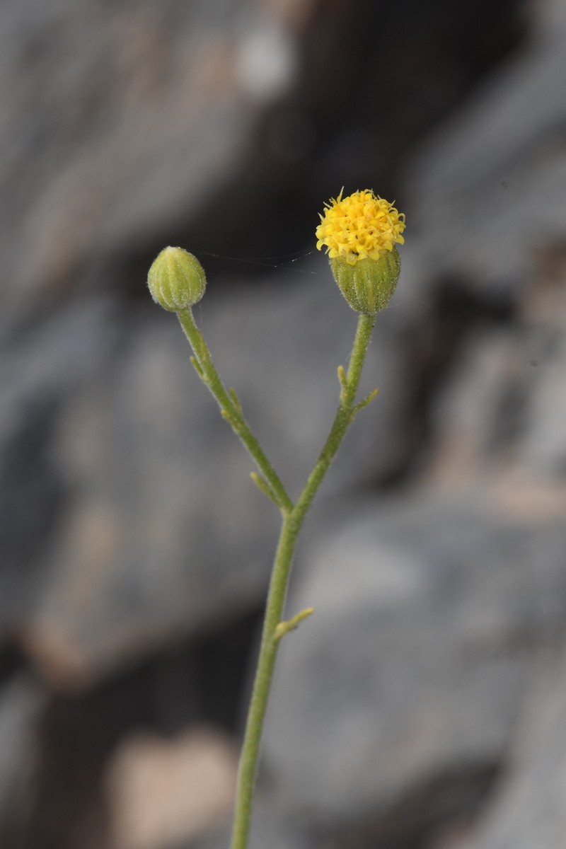 Laphamia megalocephala var. oligophylla photo 2