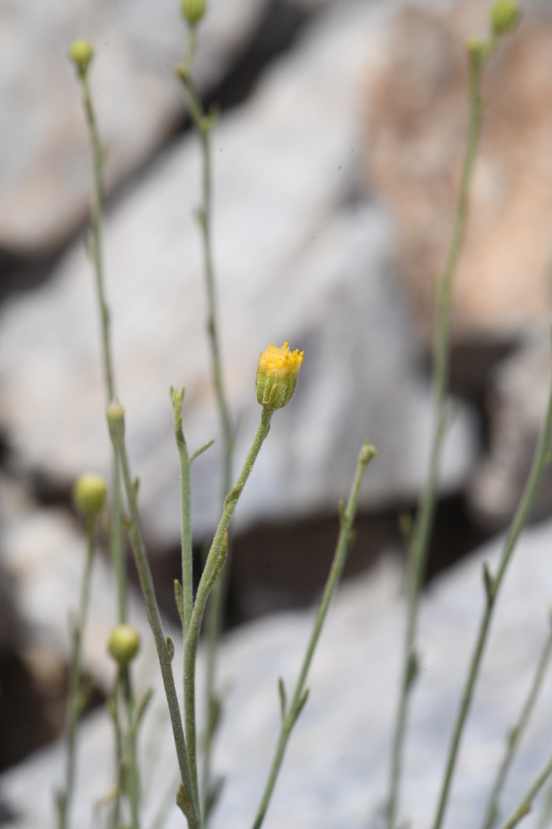 Laphamia megalocephala var. oligophylla photo 3