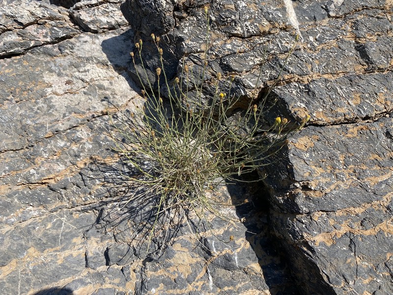 Laphamia megalocephala var. oligophylla photo 5