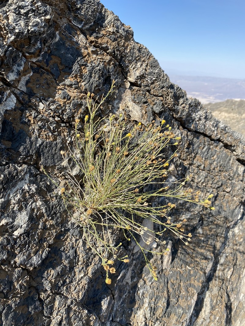 Laphamia megalocephala var. oligophylla photo 6