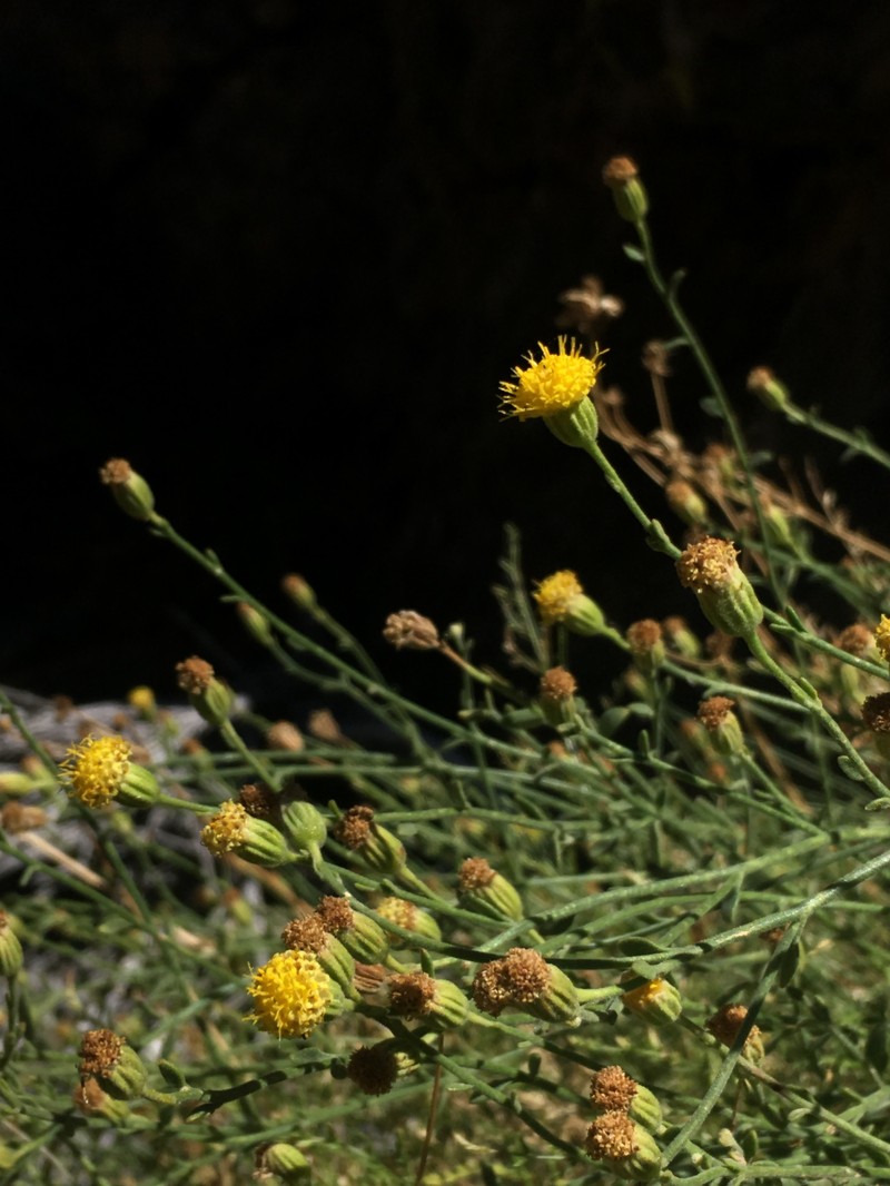 Laphamia megalocephala var. oligophylla photo 7
