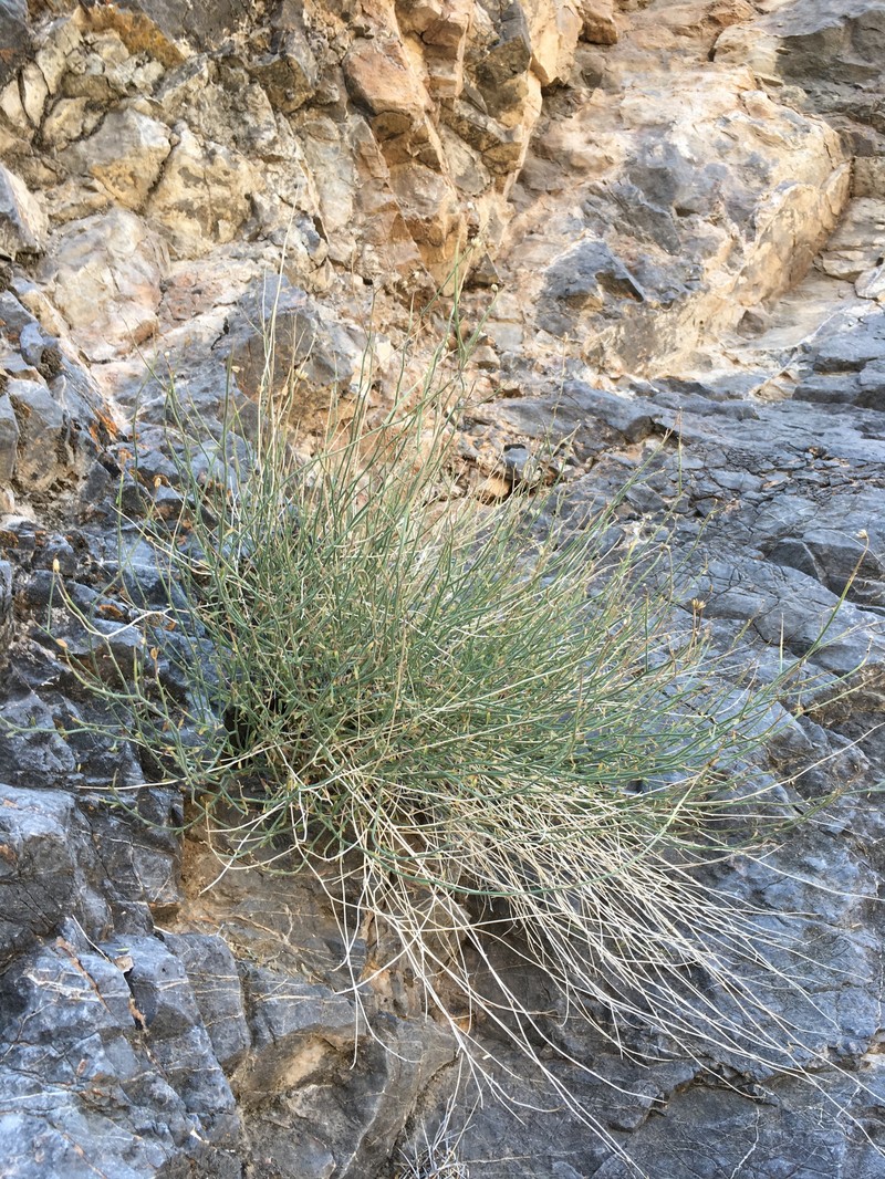 Laphamia megalocephala var. oligophylla photo 8