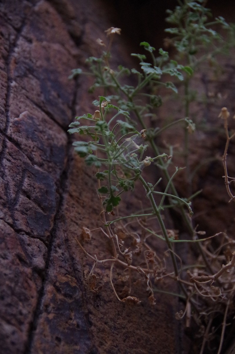 Parry's Rockdaisy