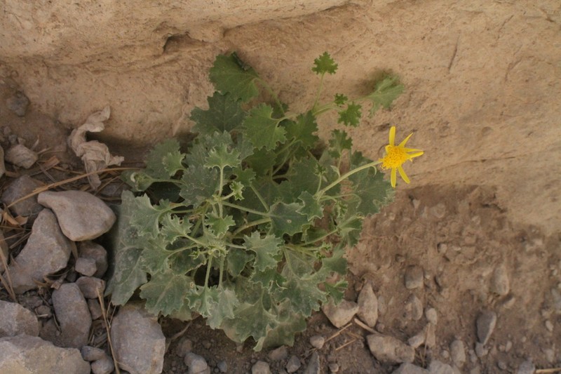 Parry's Rockdaisy photo 2