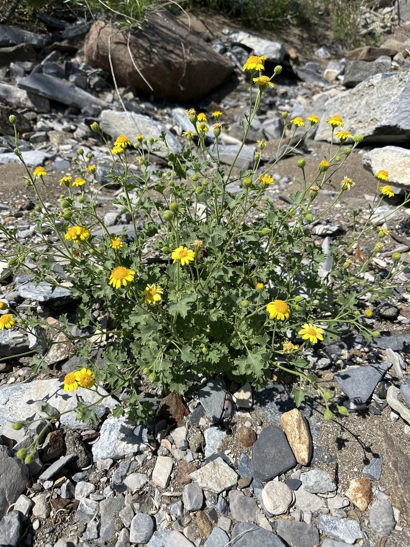 Parry's Rockdaisy photo 3