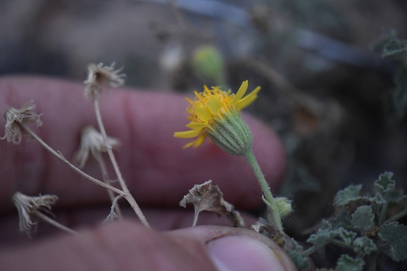 Parry's Rockdaisy photo 4